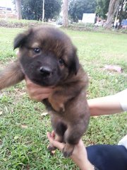 Ipoh - Crystal - Mixed Breed Dog