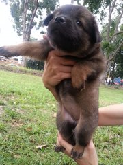 Ipoh - Crystal - Mixed Breed Dog