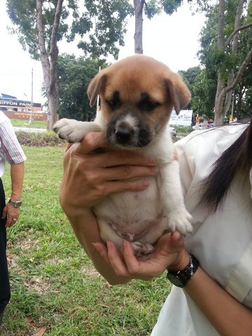 Ipoh - Sapphire - Jack Russell Terrier Mix Dog