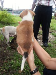 Ipoh - Sapphire - Jack Russell Terrier Mix Dog