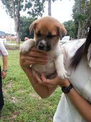 Ipoh - Sapphire - Jack Russell Terrier Mix Dog