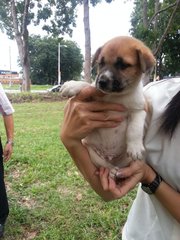 Ipoh - Sapphire - Jack Russell Terrier Mix Dog