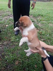 Ipoh - Sapphire - Jack Russell Terrier Mix Dog