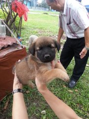 Ipoh - Rambo - Mixed Breed Dog