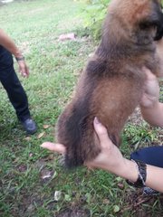 Ipoh - Rambo - Mixed Breed Dog