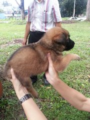 Ipoh - Rambo - Mixed Breed Dog