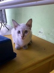 Omey - Domestic Short Hair Cat