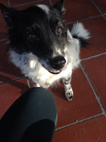 Patches - Spaniel Mix Dog