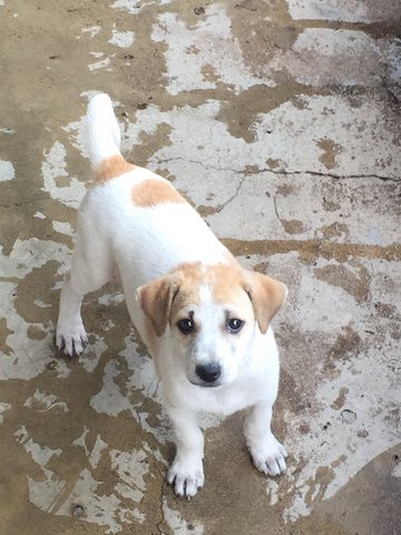 Puppy For Adoption - Mixed Breed Dog