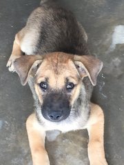 Puppy For Adoption - Mixed Breed Dog