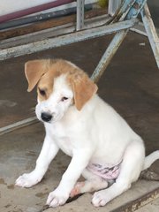 Puppy For Adoption - Mixed Breed Dog