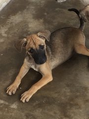 Puppy For Adoption - Mixed Breed Dog