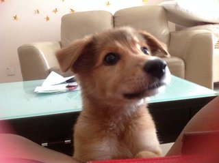 Shama - Mixed Breed Dog