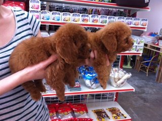 Cute Poodle - Poodle Dog