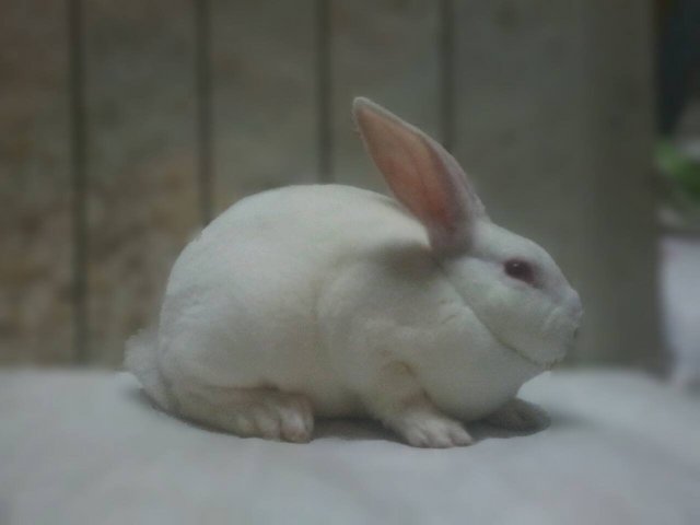 Mini Rex Rew - Mini Rex Rabbit