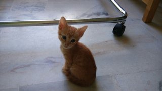 Ginger: Meow... (manja)