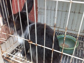 Angora Sweet Babies - American Rabbit