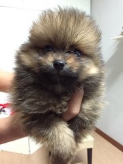 White Pomeranian - Pomeranian Dog
