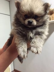White Pomeranian - Pomeranian Dog