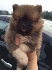 White Pomeranian - Pomeranian Dog