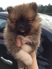 White Pomeranian - Pomeranian Dog