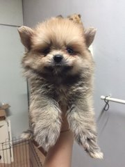White Pomeranian - Pomeranian Dog