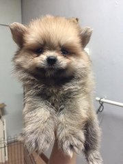 White Pomeranian - Pomeranian Dog