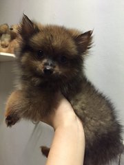 White Pomeranian - Pomeranian Dog