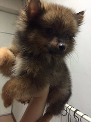 White Pomeranian - Pomeranian Dog