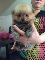 White Pomeranian - Pomeranian Dog