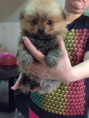 White Pomeranian - Pomeranian Dog