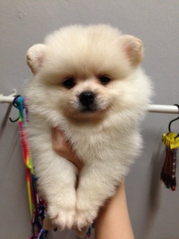 White Pomeranian - Pomeranian Dog