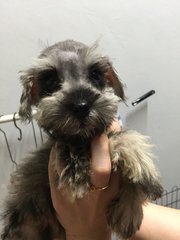 Miniature Schnauzer Salt N Pepper - Schnauzer Dog