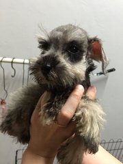 Miniature Schnauzer Salt N Pepper - Schnauzer Dog