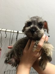 Miniature Schnauzer Salt N Pepper - Schnauzer Dog