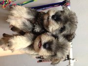 Miniature Schnauzer Salt N Pepper - Schnauzer Dog