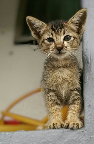 Tabby Boy - Domestic Short Hair Cat