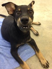 Rotty - Mixed Breed Dog