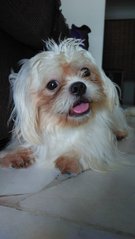 Lexie - Shih Tzu + Pekingese Dog