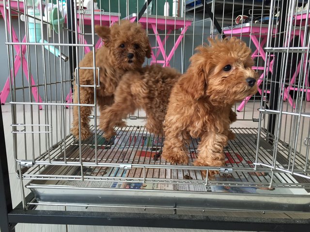 Toy Poodle - Small Size Brown - Poodle Dog