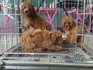 Toy Poodle - Small Size Brown - Poodle Dog