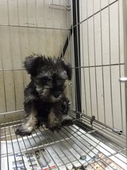 Miniature Schnauzer - Nice Coat Goo - Schnauzer Dog