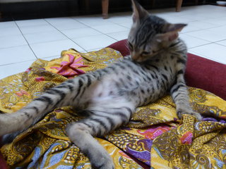 Cookie cleaning his belly. On 1 Feb 2015.