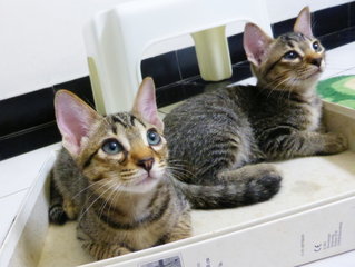 Cupcake & Cookie in a box! On 6 Feb 2015.