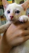 小白 - Domestic Short Hair Cat