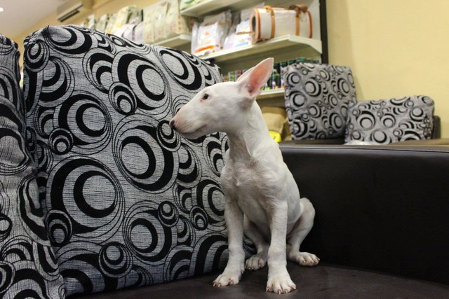 Miniature Bull Terrier  - Bull Terrier Dog