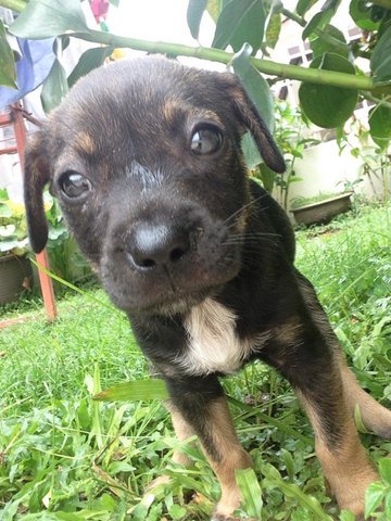 Blackjack - Mixed Breed Dog