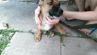 Puppy - Mixed Breed Dog