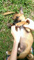 Puppy - Mixed Breed Dog