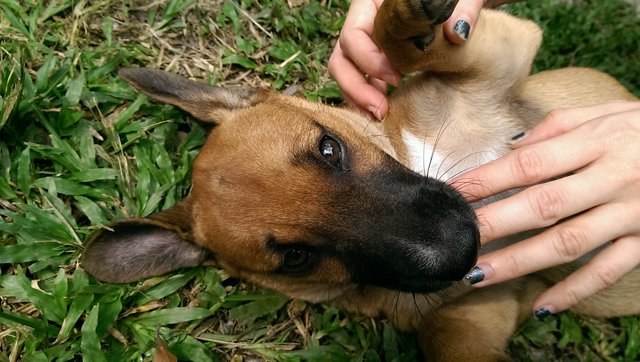 Puppy - Mixed Breed Dog